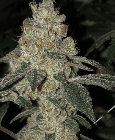 Cold Smoke Organics