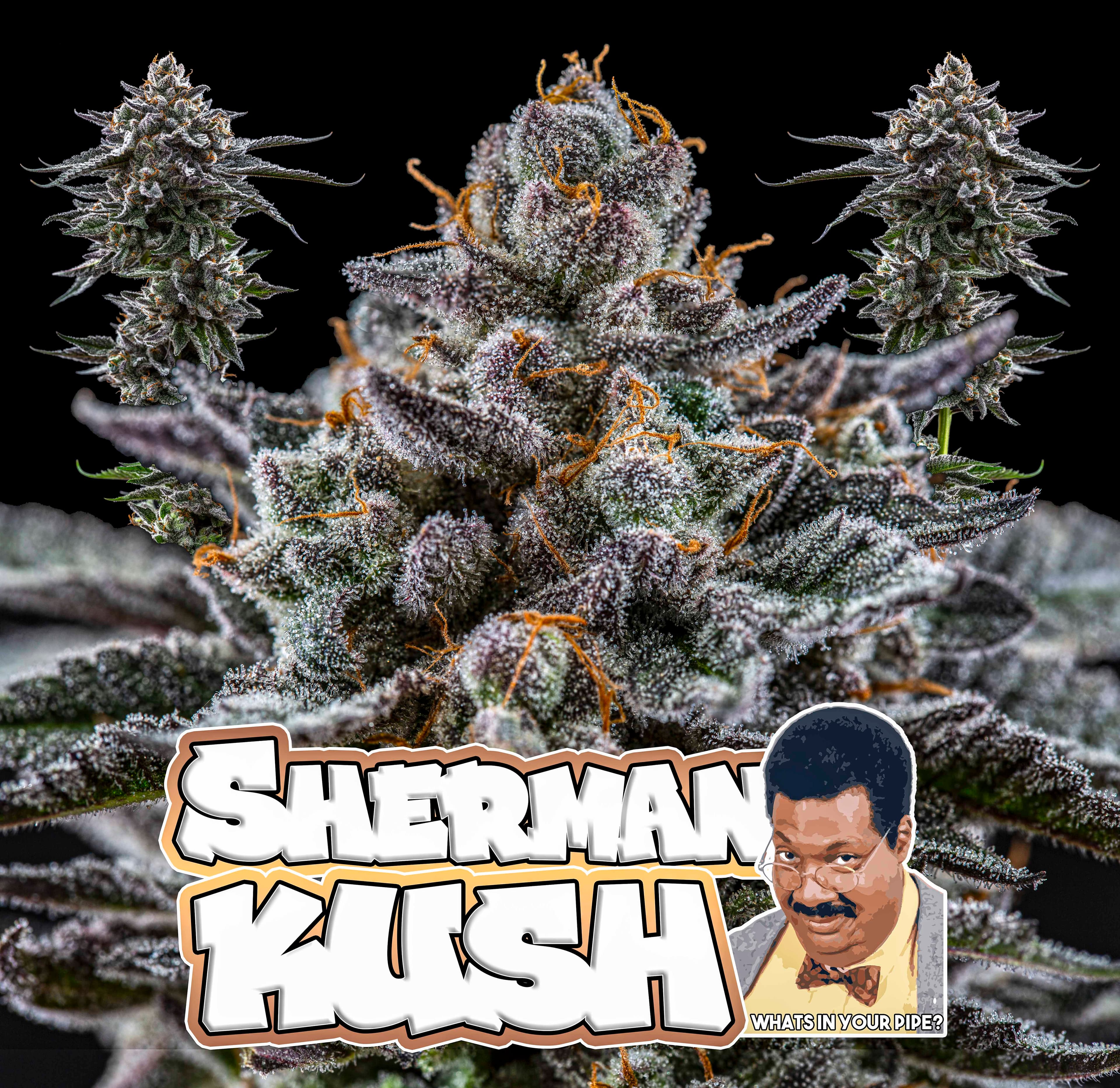 Cheeze Factory Sherman Kush