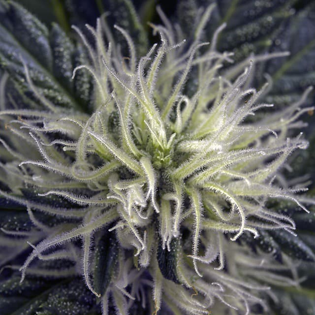 Mother Magnolia Cannabis Co.