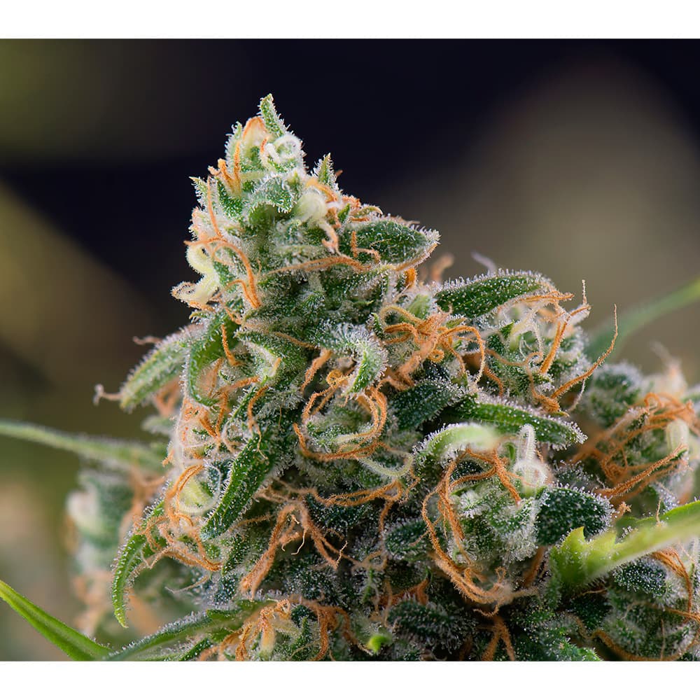 Urbn Leaf Panama Red - $35 7g Minis Bag