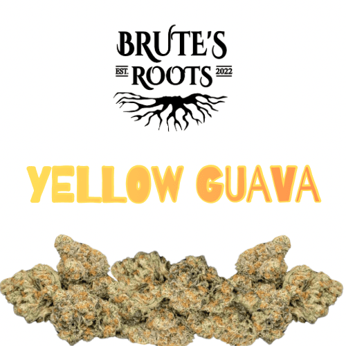 Brute's Roots Flower - Yellow Guava - Brute's Roots - MED