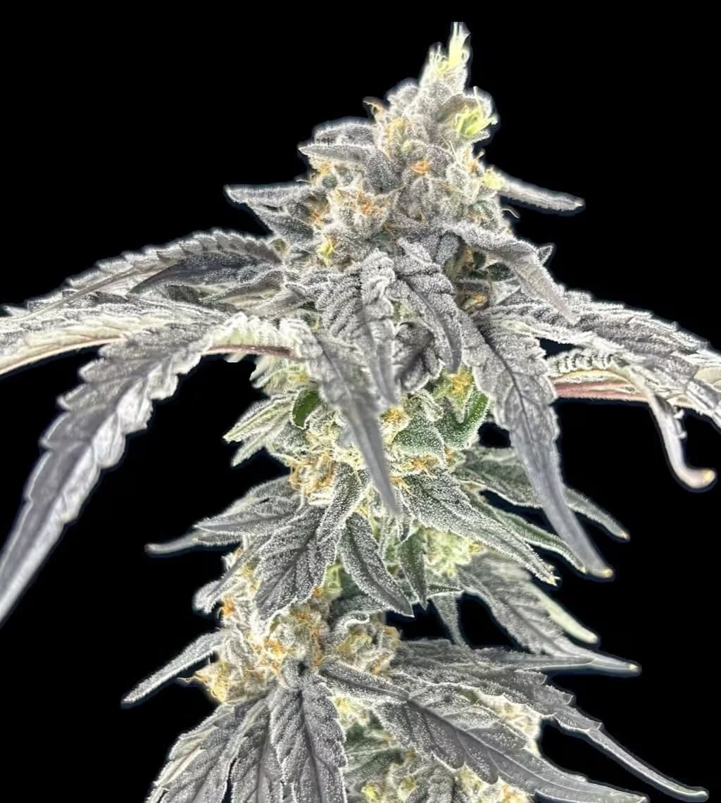 GREEN LIGHTNING