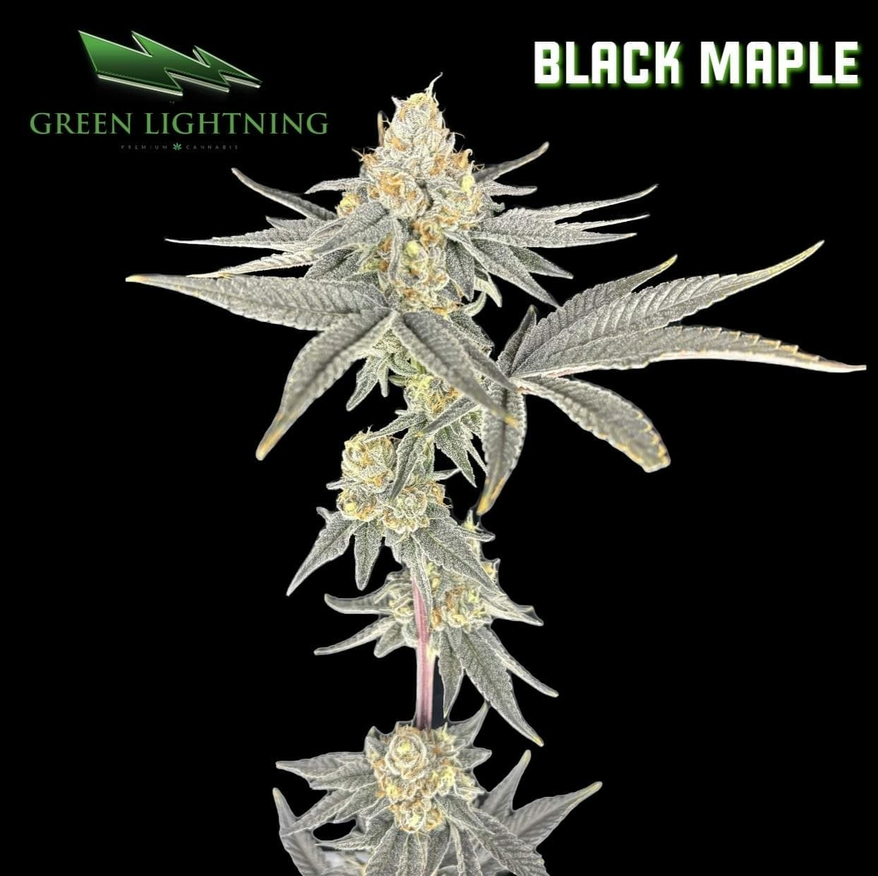GREEN LIGHTNING Black Maple (3.5g)