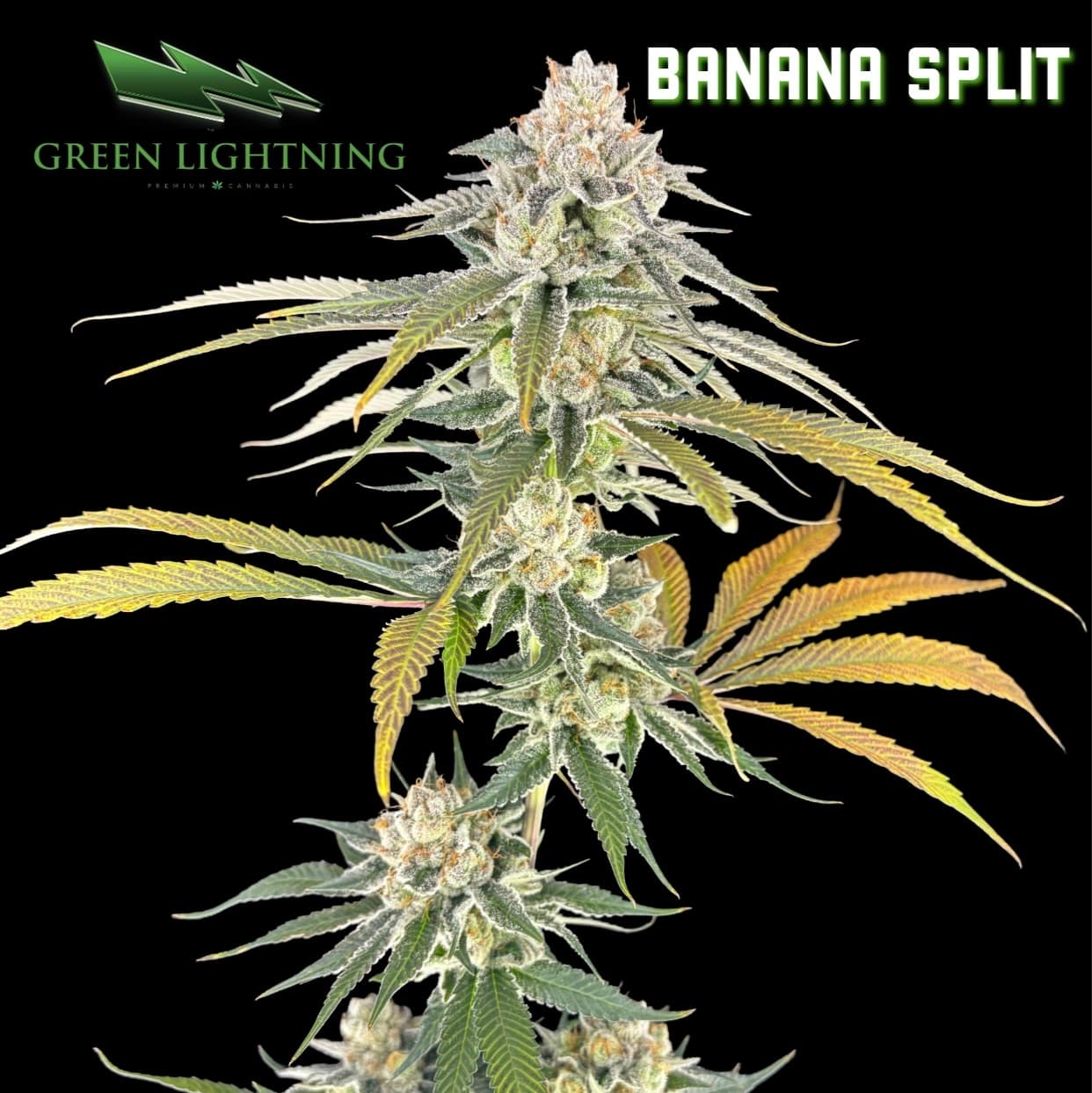 GREEN LIGHTNING Banana Split