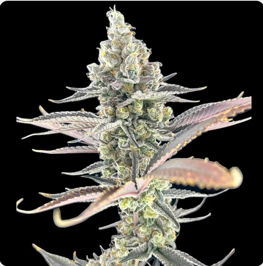 GREEN LIGHTNING Chimax