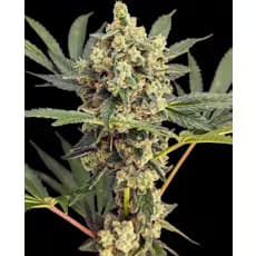 West Orange Farms Lemon Batter | Shake