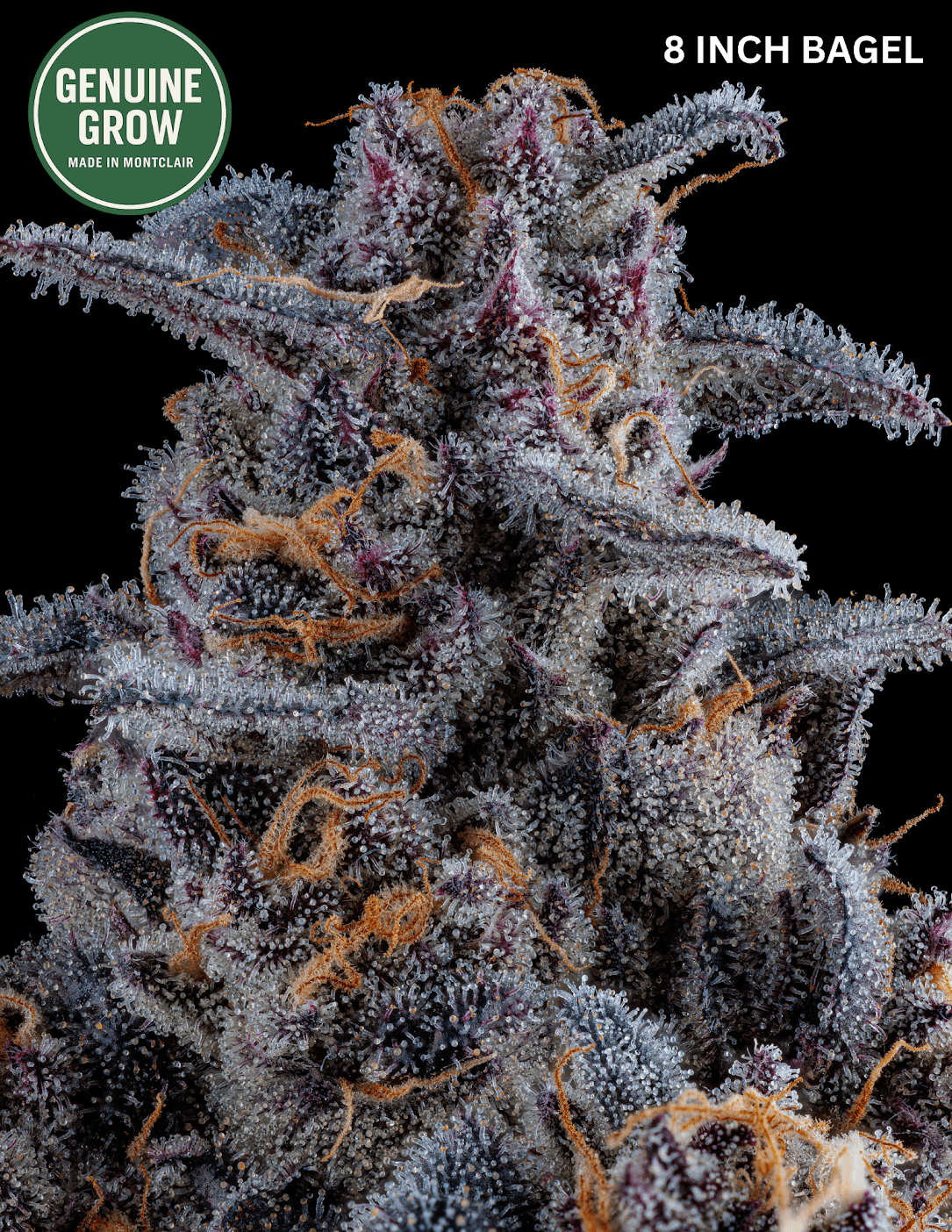 Genuine Grow 8 Inch Bagel | 3.5g