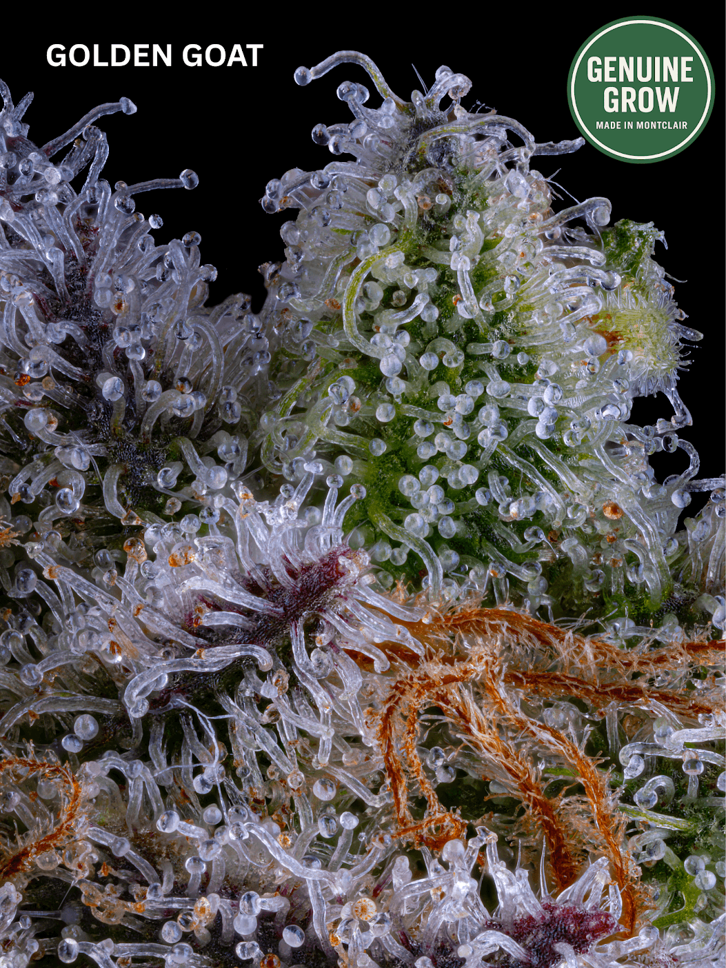 Genuine Grow Golden Goat | Flower | 3.5G
