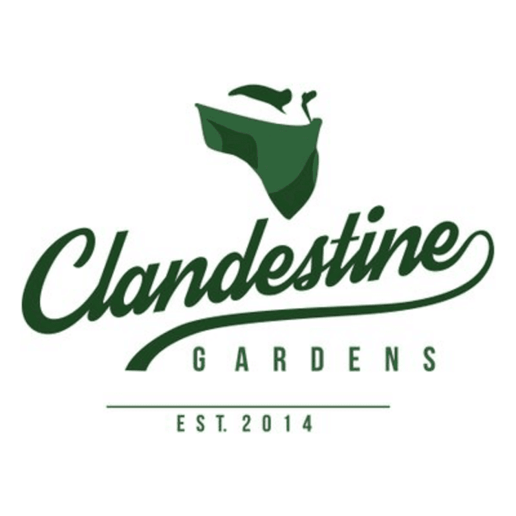 Clandestine Gardens (CC) Kief 1g Champagne Beach (H)