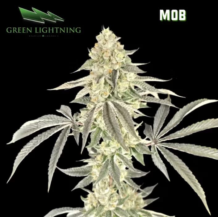 GREEN LIGHTNING