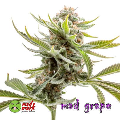 Mad Mark Farms Grape