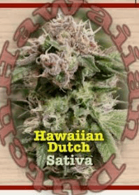 Emerald Cannabis Worx 2026 Indoor B's (H) | Hawaiian Dutch - OG
