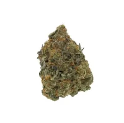 Book Club Exclusives