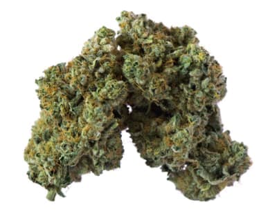 Island Genetics Lime Heads