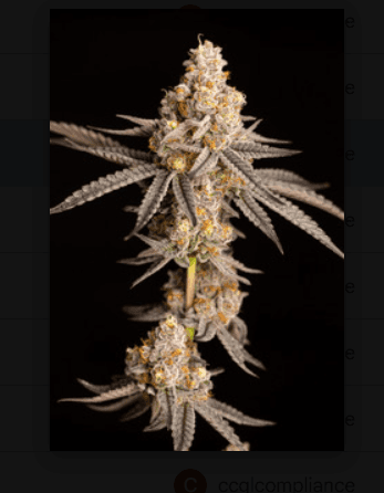 Cape Cod Grow Lab Alien Marker | 3.5g