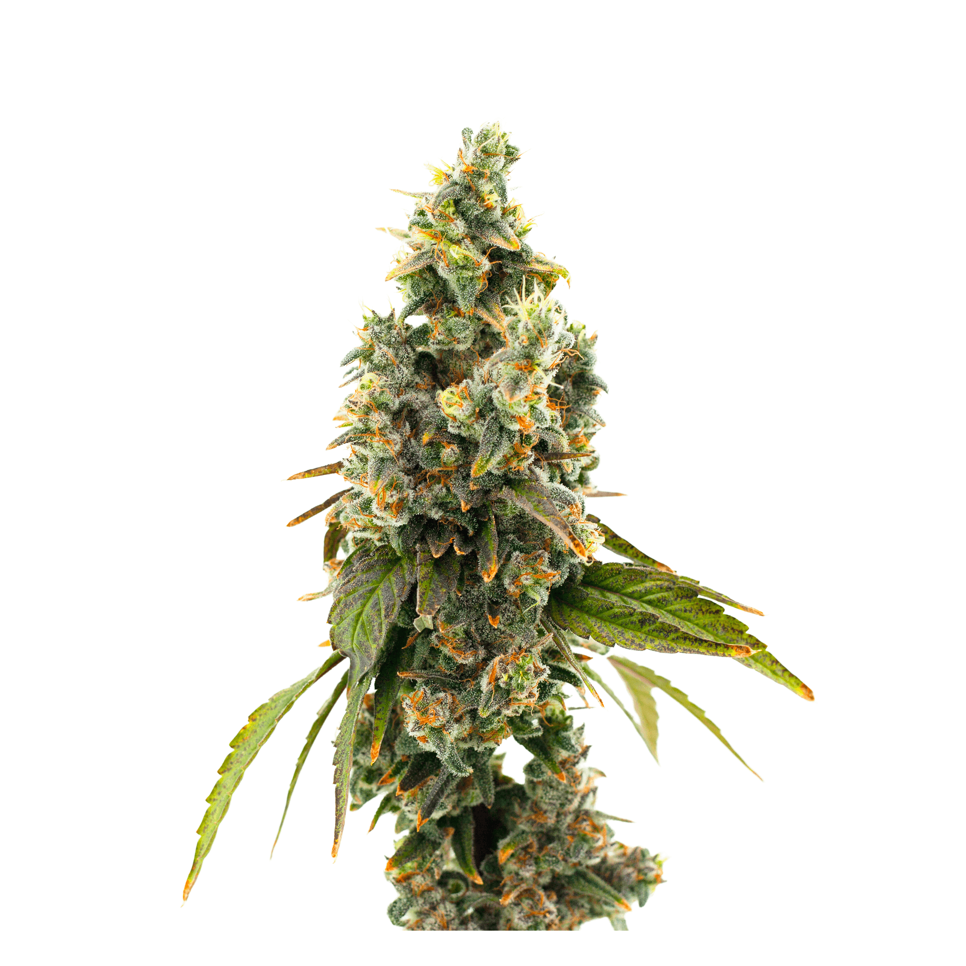 Kannabis