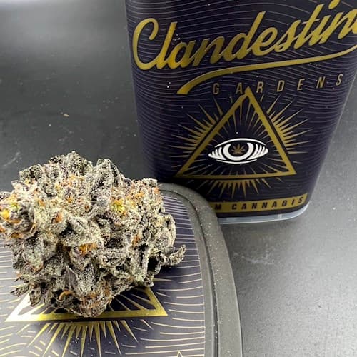 Clandestine Gardens (CC) 1g Apple Candie (H)