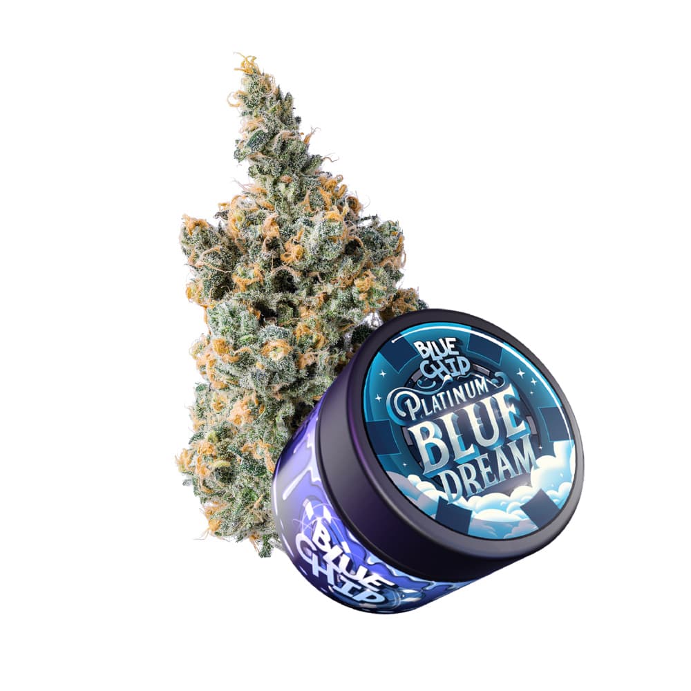 Blue Chip Blue Dream