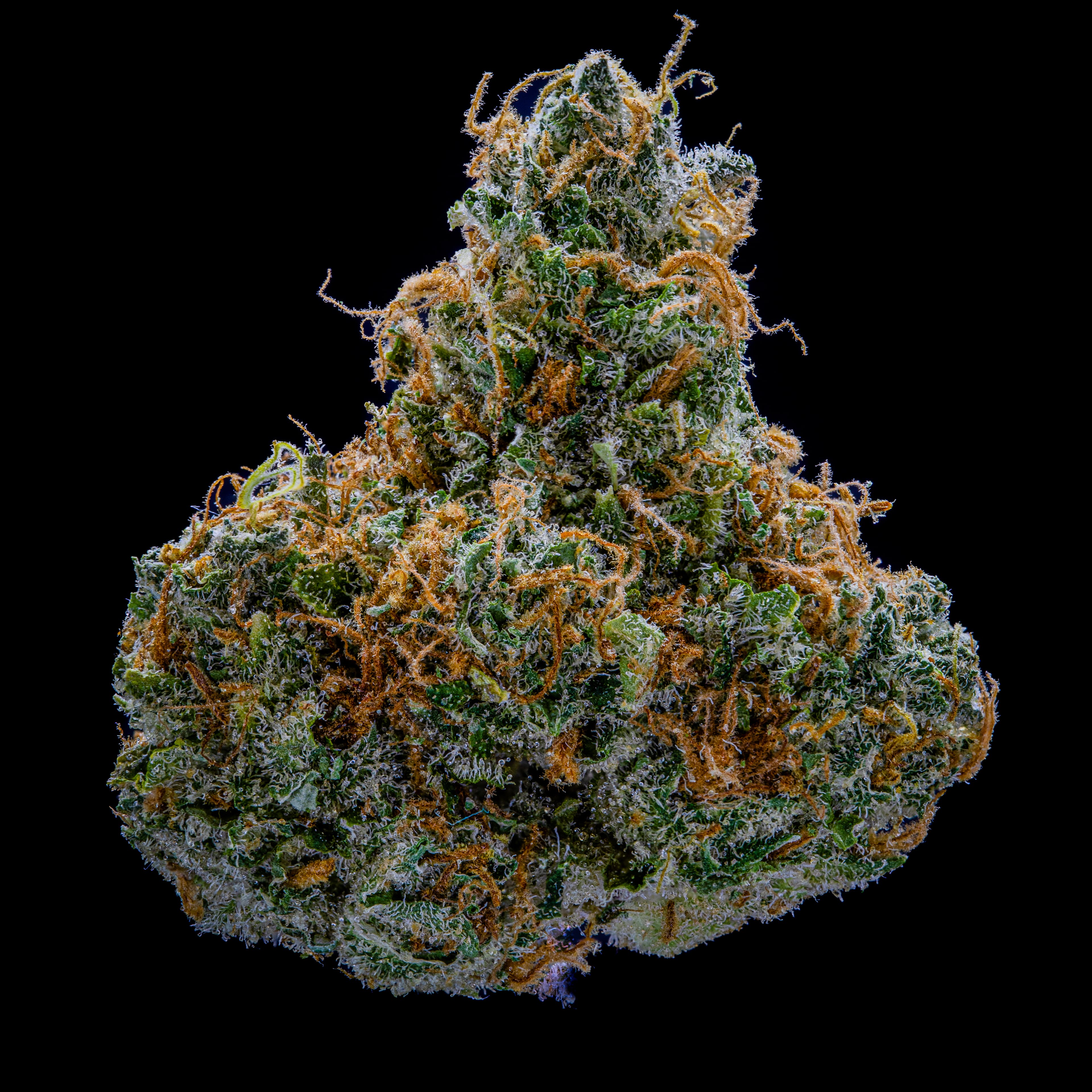 NOBO Flower - Blockberry