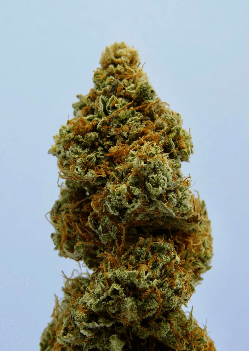 SP Farms Moonbow - 3.5g