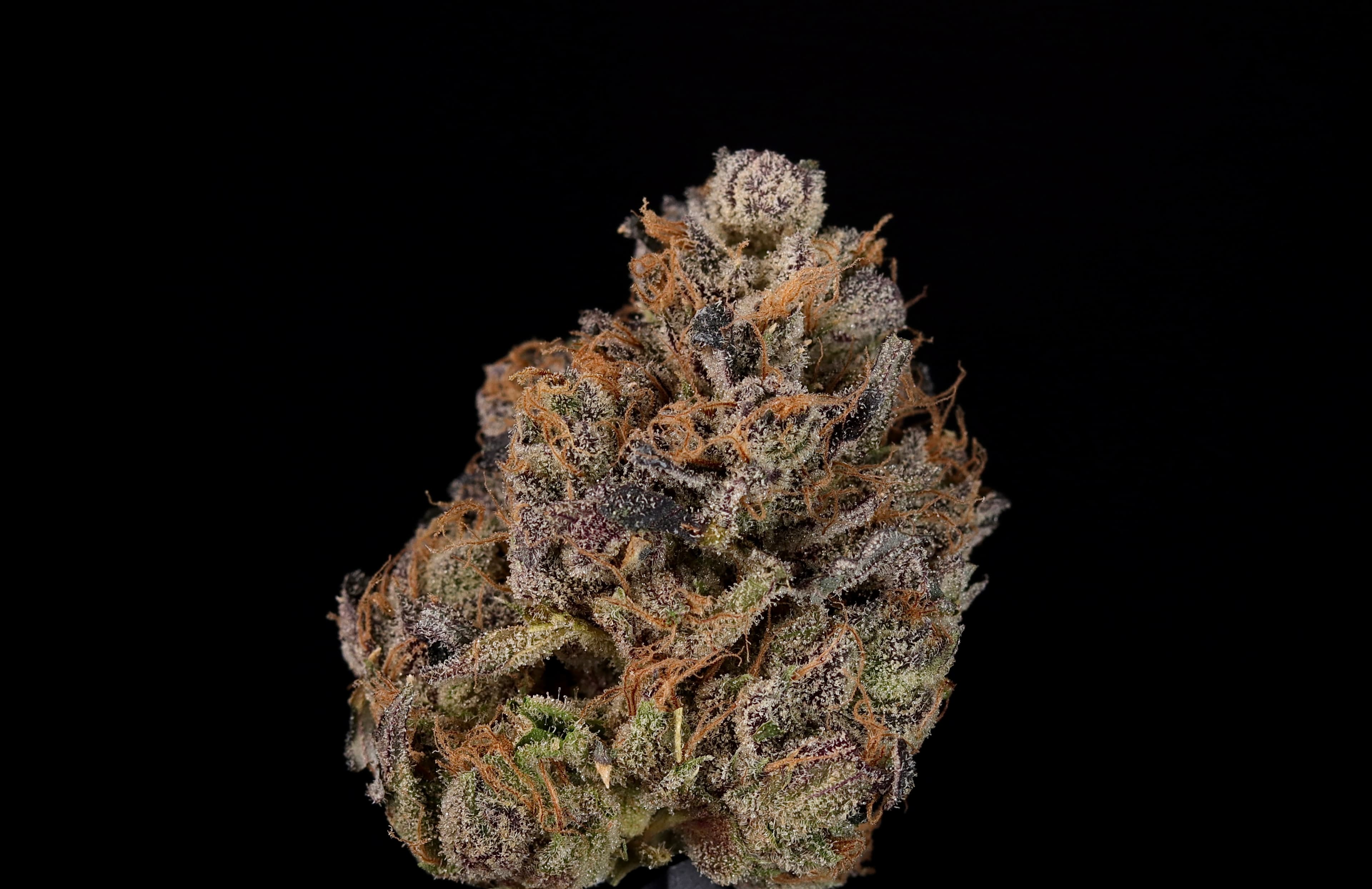 Landrace Cannabis