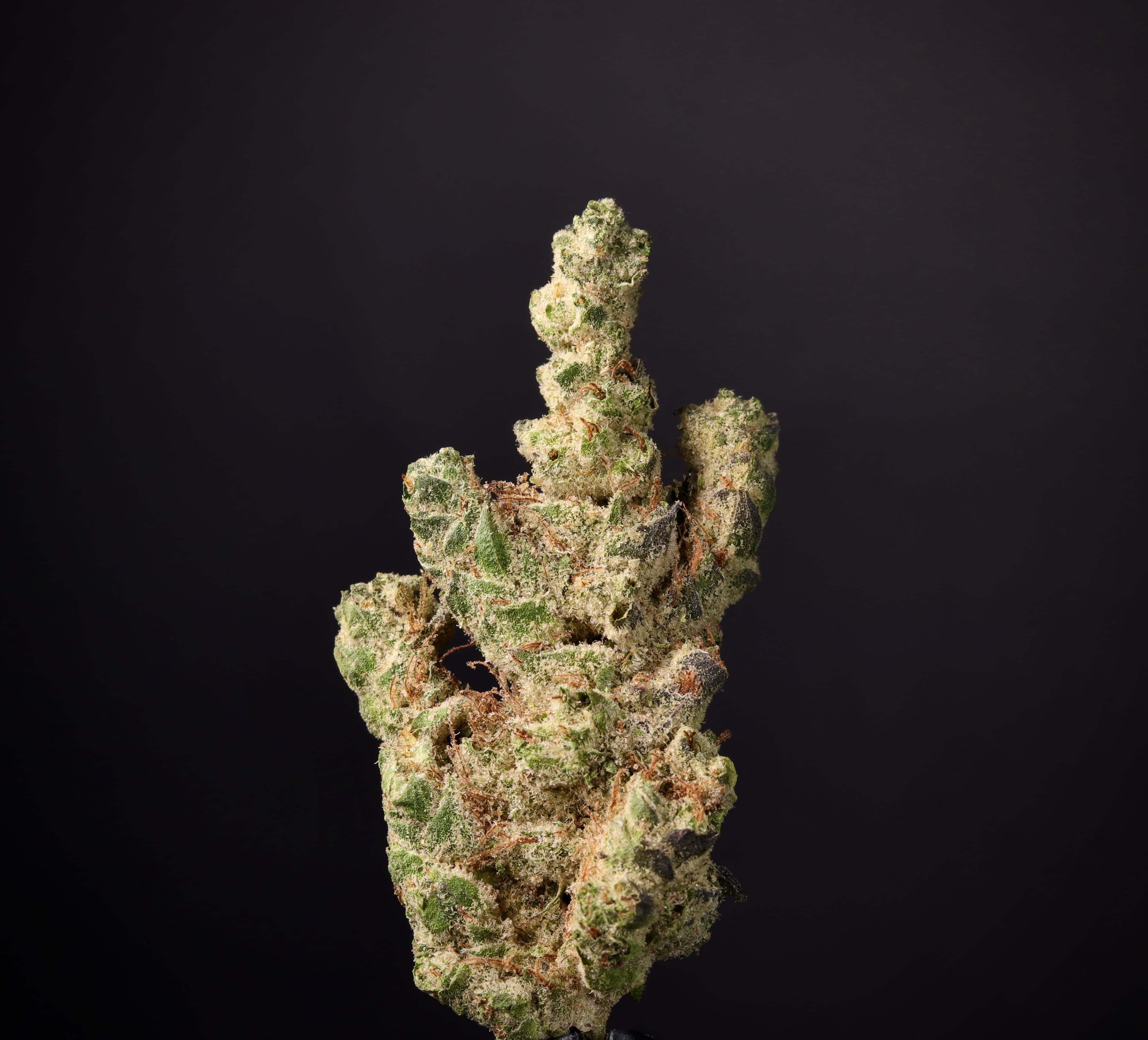 Landrace Cannabis