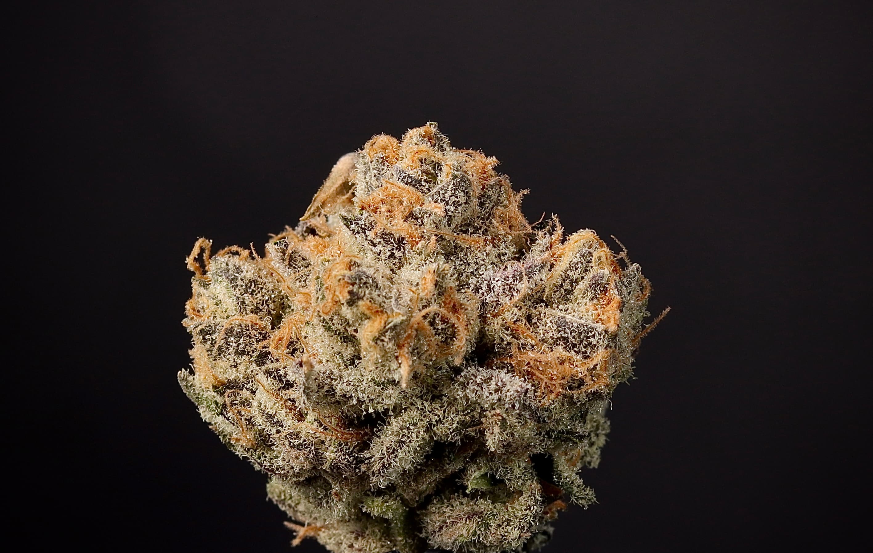 Landrace Cannabis