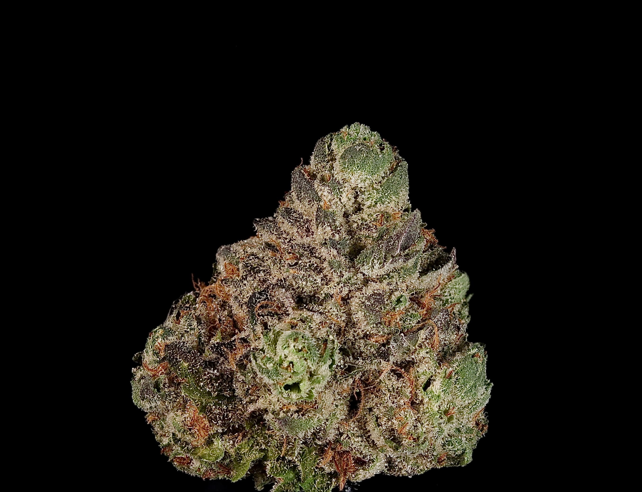Landrace Cannabis Caramel GMO 1g - Landrace Cannabis Co.