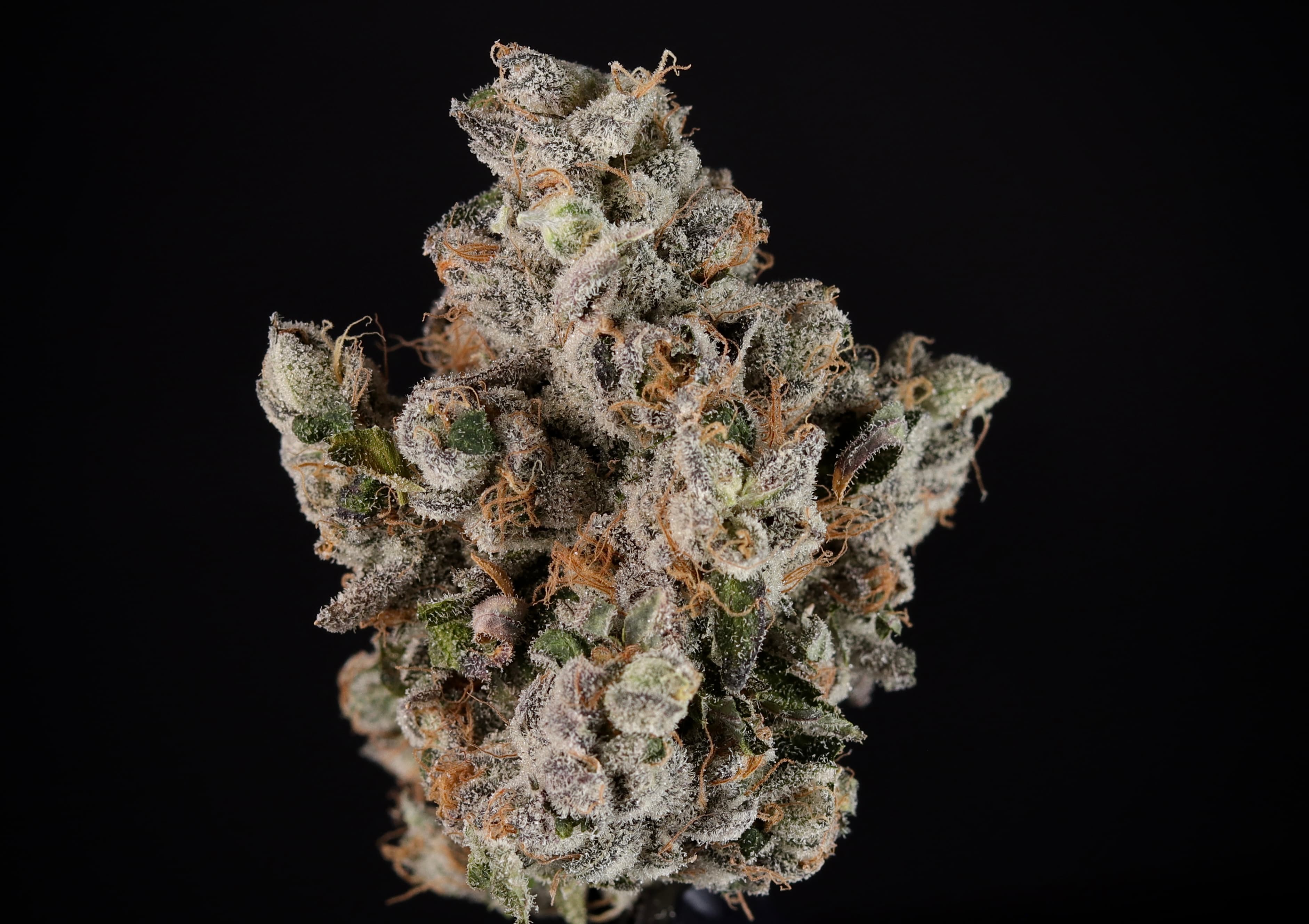 Landrace Cannabis
