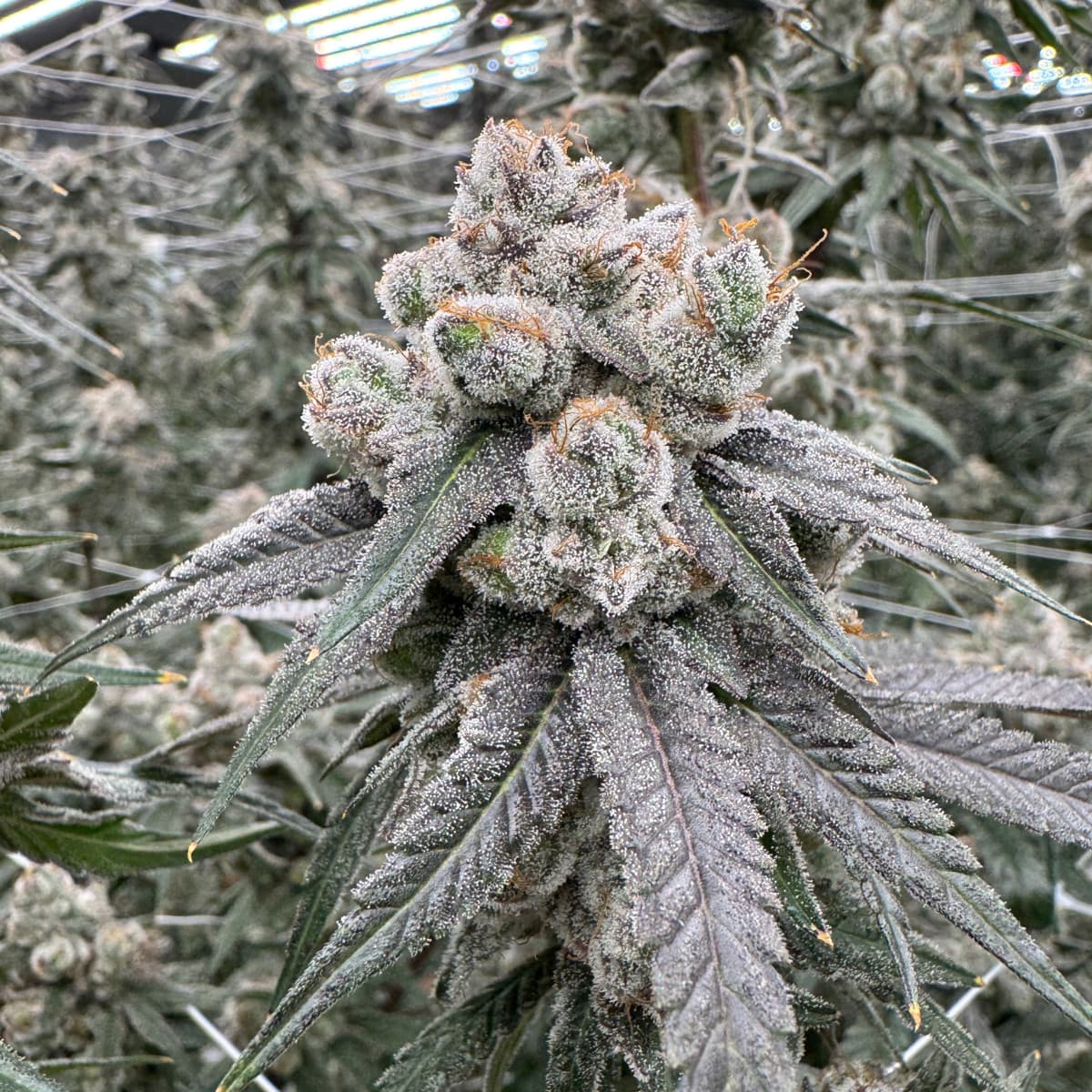 Forbins Finest Banana Punch Pre Roll