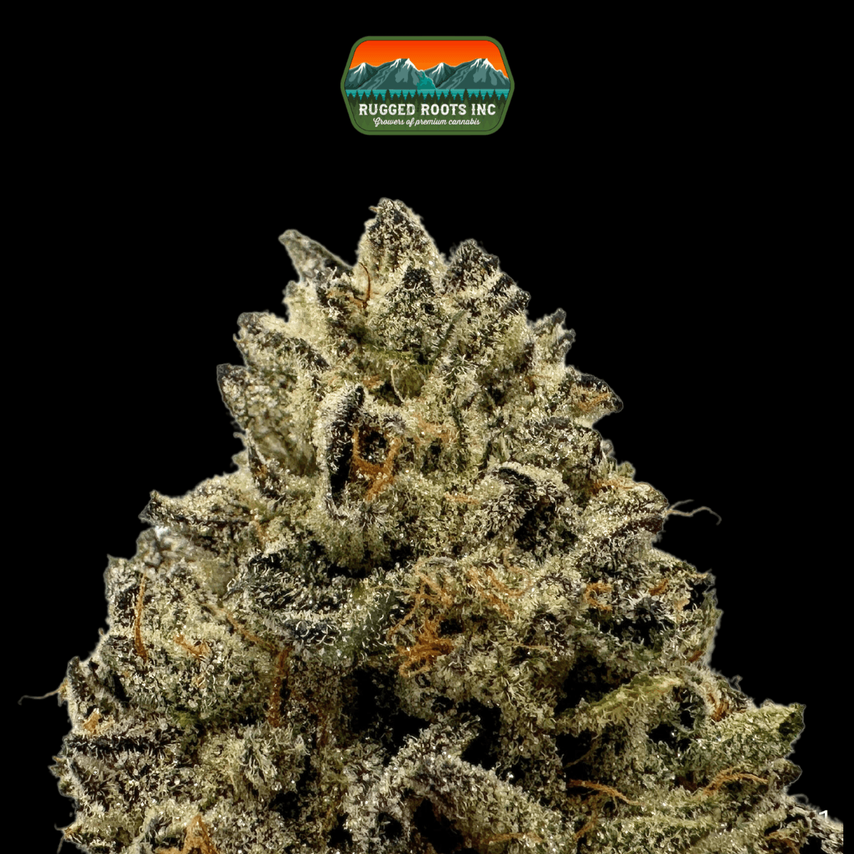 Rugged Roots Cranebow City Dime Bag 1g