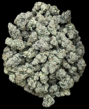 Molecular Farms