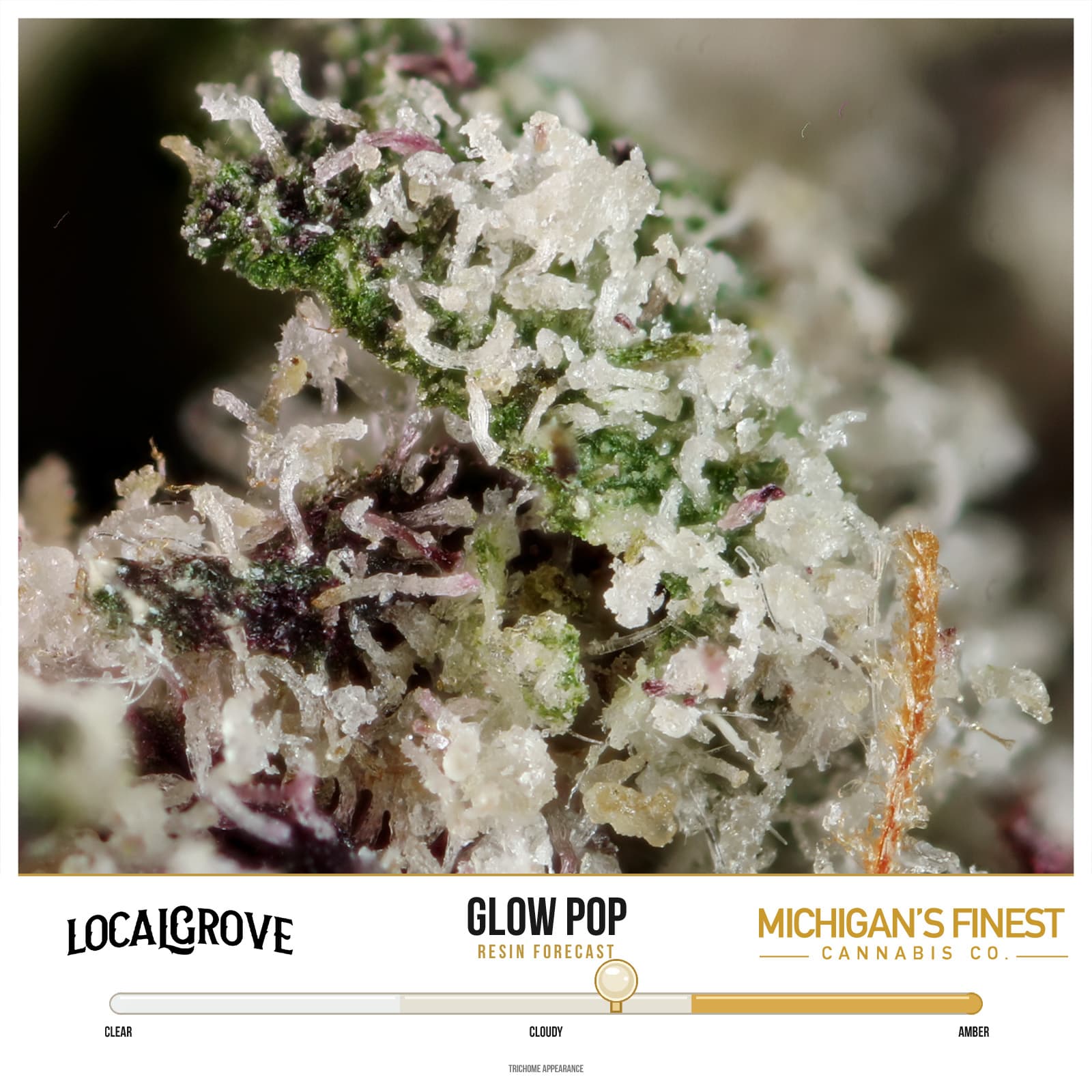 LOCALGROVE Local Grove | Glow Pop