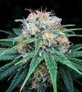 Gaston gaston feels loosen up thc/cbd 1:1 hash cart