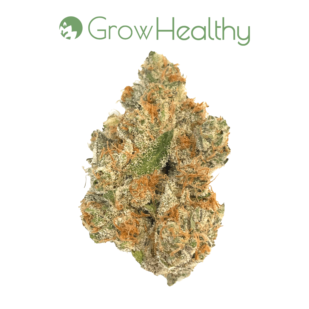 GrowHealthy La Bruja Flower