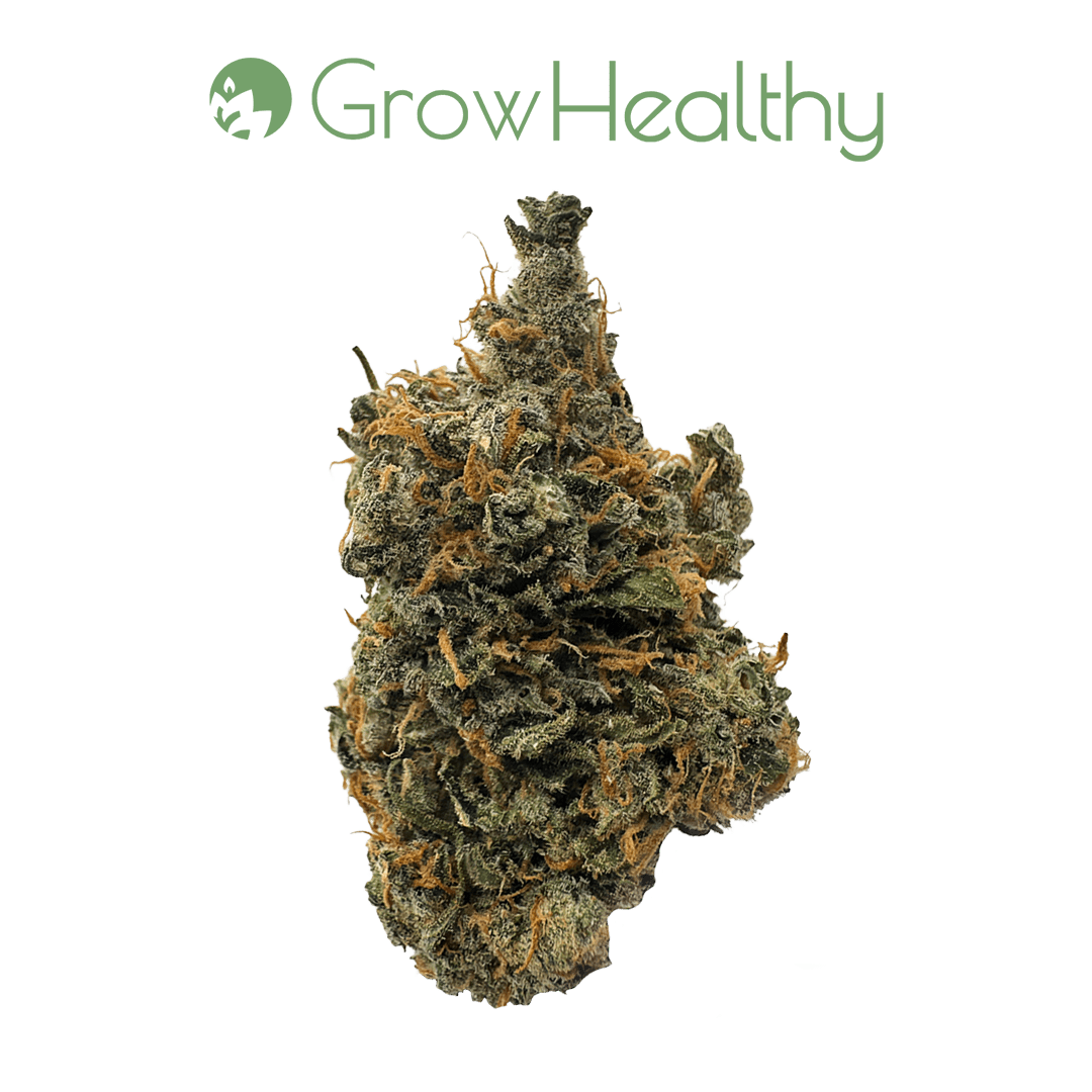 GrowHealthy Maui Flower