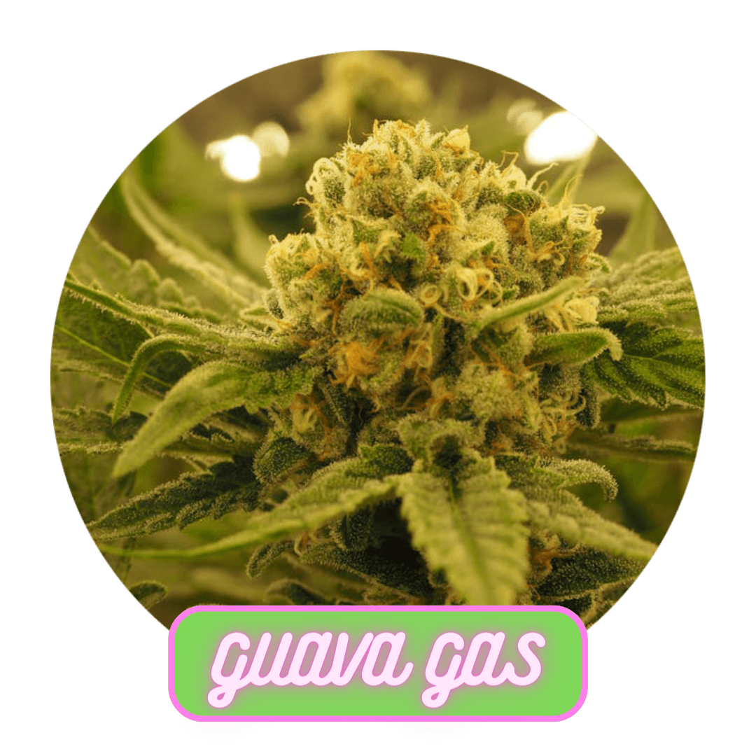 MPX Select Flower MPX Select Guava Gas Flower
