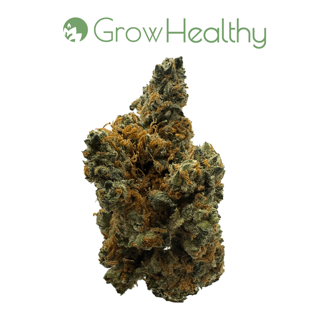 GrowHealthy MaadFruit Flower