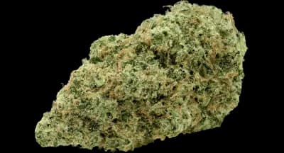 TERPi Tropical Bliss - Indica