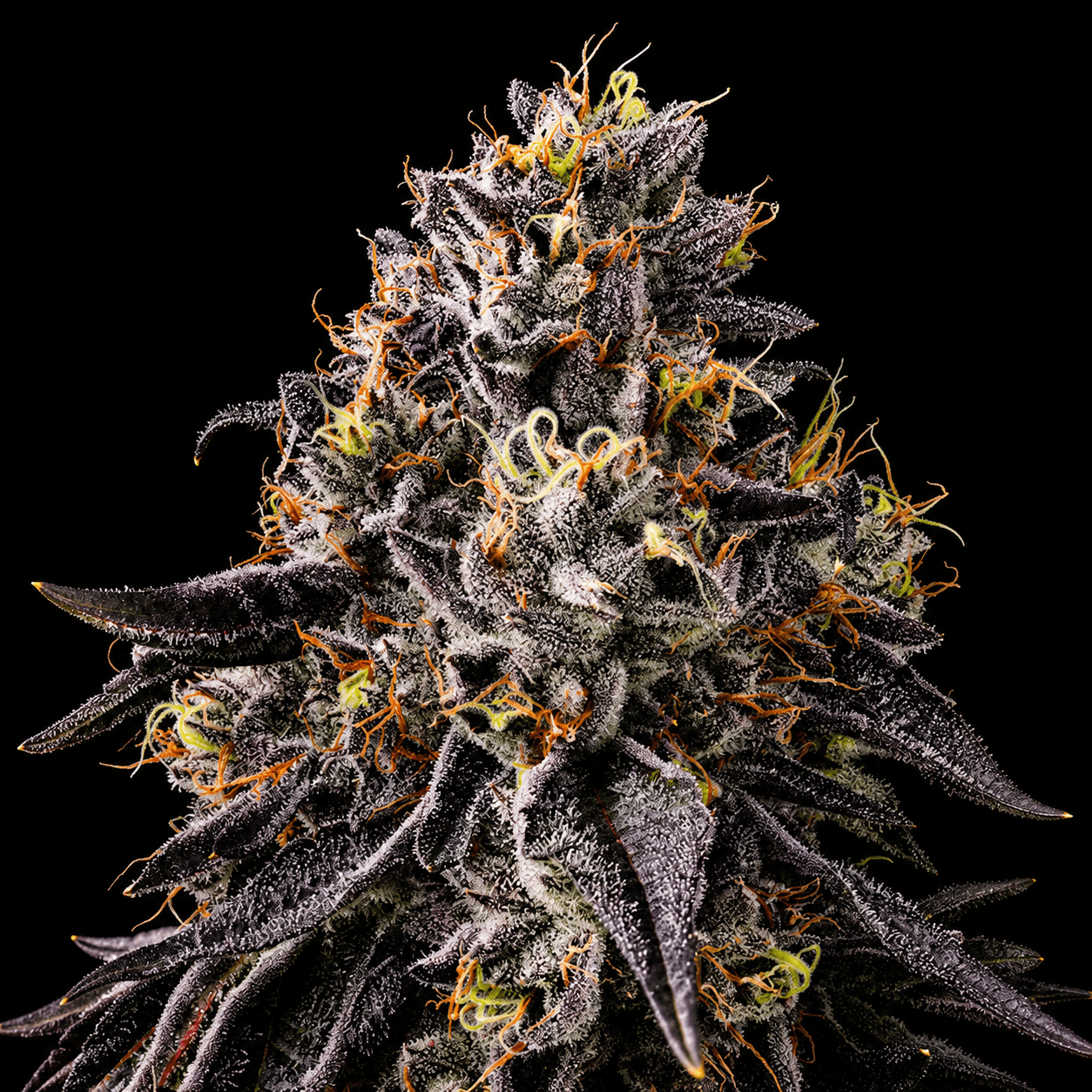 Cape Cod Grow Lab Blue Andeze | 3.5g
