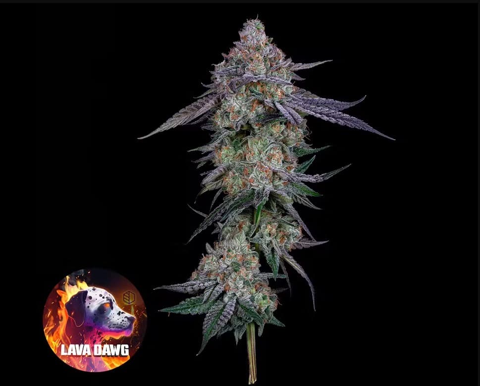 CommCan Valley Vixen Buds | 3.5g