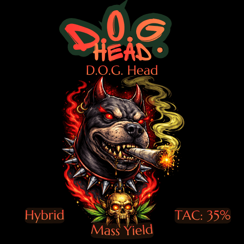 Mass Yield Cultivation D.O.G. Head 3.5g