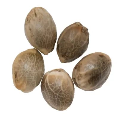 Parkland Flower Inc. Northern Lights Auto Flower Seeds | 5-pack