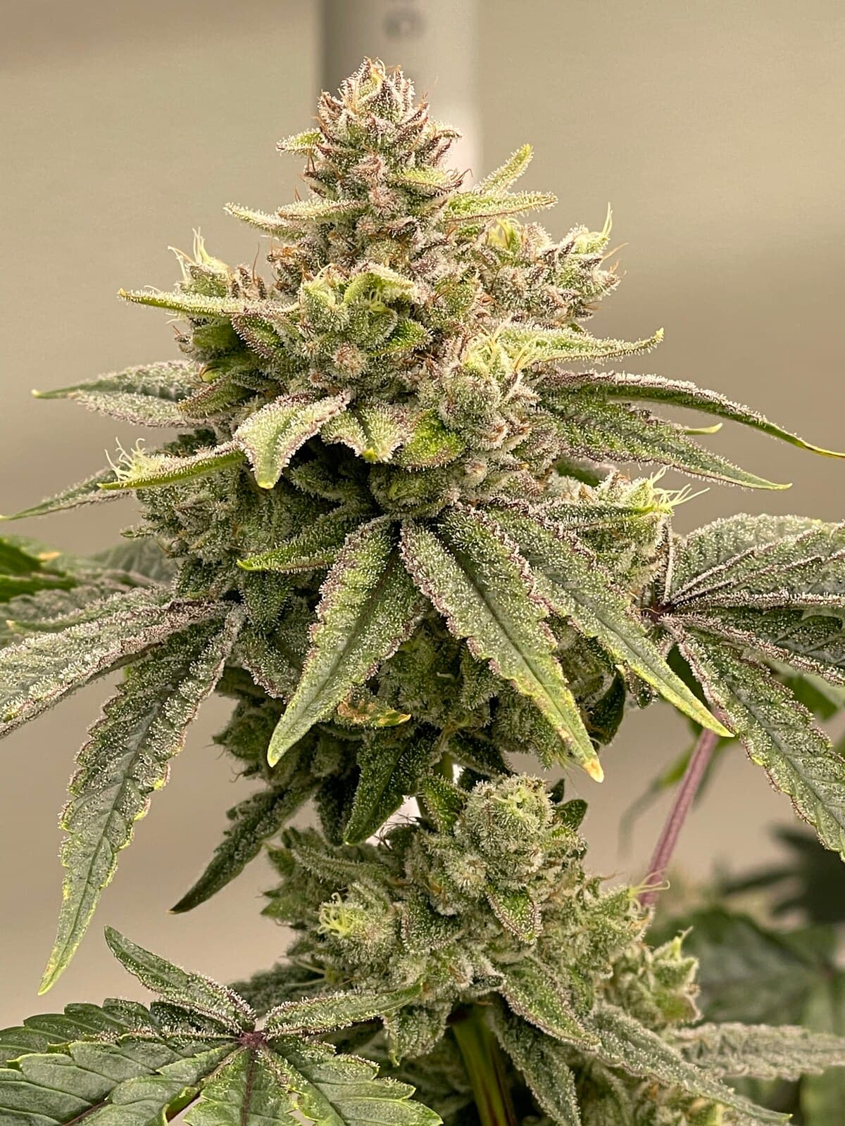 Cannabis Cured Flower
