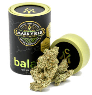 Mass Yield Cultivation GG Runtz