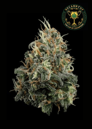 U4EA Farms Papaya Splash | 3.5g