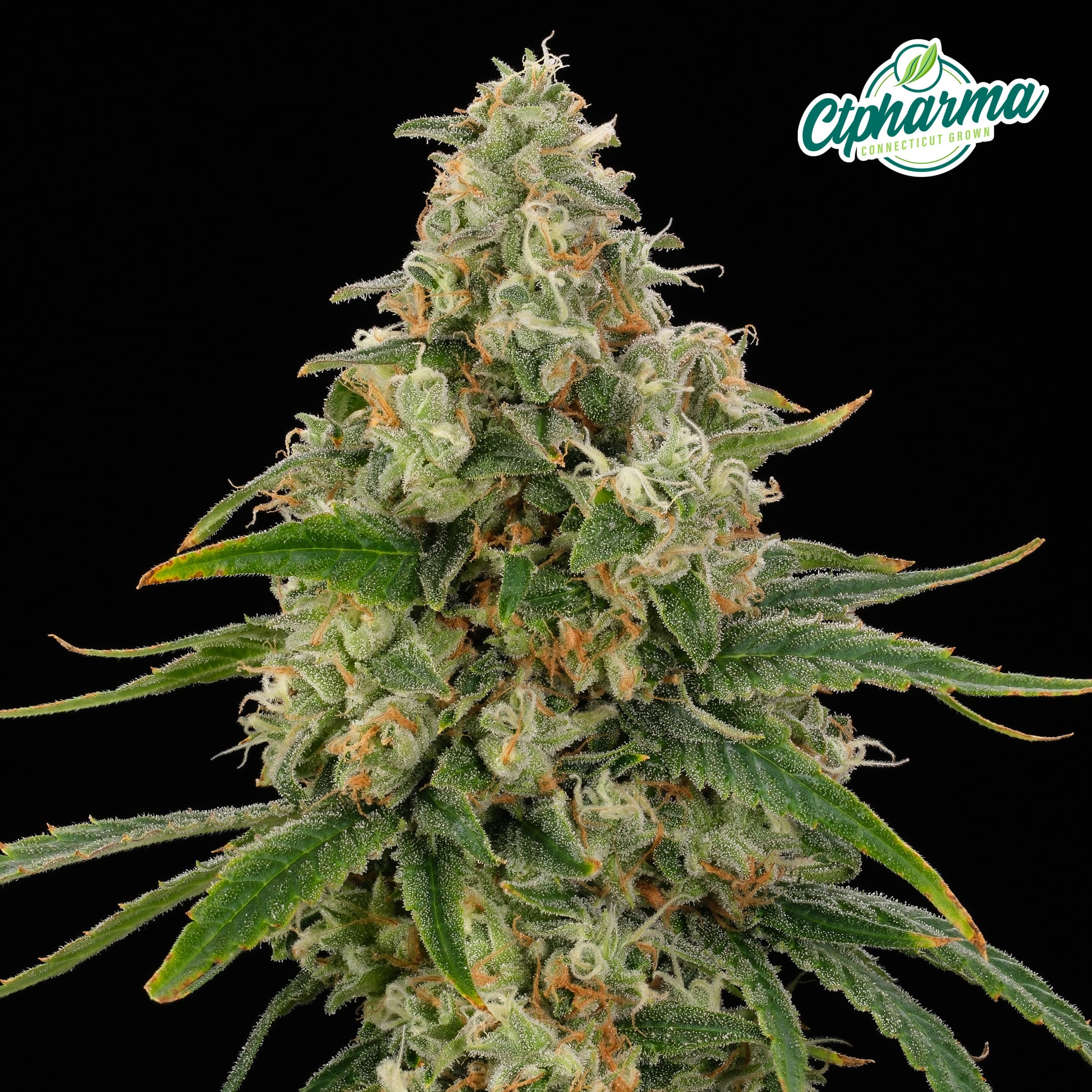 CTPharma Red Gary Flower H 26800