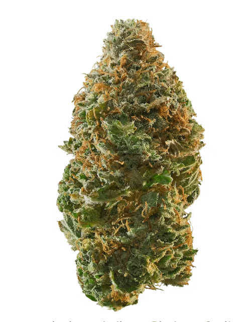 Cannabis Cured Platinum Garlic