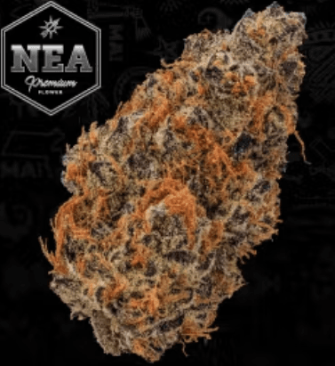 Northeast Alternatives Apple Fritter Buds