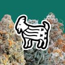 The Laughing Goat logo